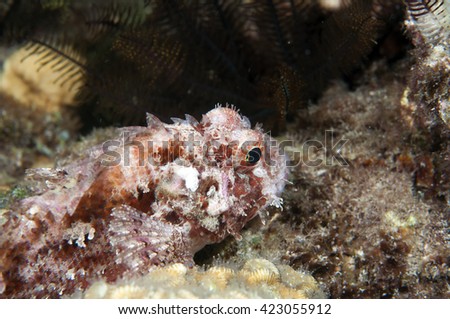  Scorpionfish
