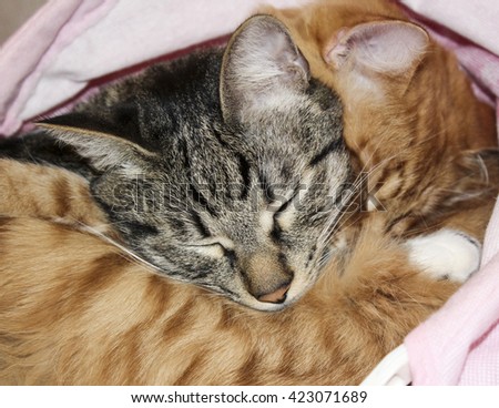 heads of two red and gray fluffy tabby cats 