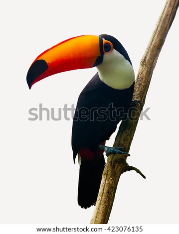 The  toucan Toco sitting on a branch isolated on white. Also known as the common toucan or toucan,. It is found in  a large part of central and eastern South America. 