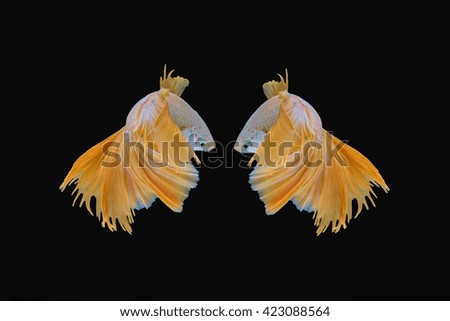 betta fish or Siamese fighting fish in movement  on black background.
