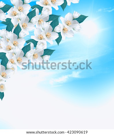 branch of jasmine flowers on a background of blue sky with clouds