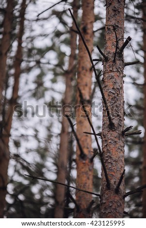 Forest pine branches