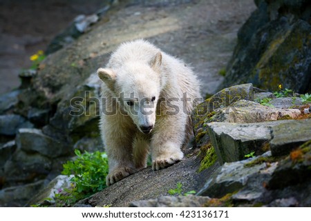 The polar bear (Ursus maritimus) beautiful animals in the pictures