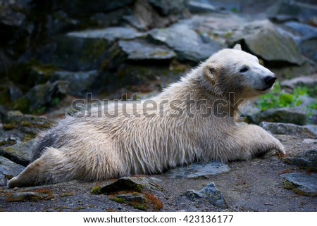 The polar bear (Ursus maritimus) beautiful animals in the pictures