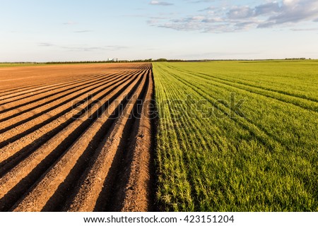 Furrows row pattern in a plowed field prepared for planting crops in spring. Growing wheat crop in springtime. Horizontal view in perspective with cloud and blue sky background.