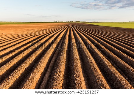 Furrows row pattern in a plowed field prepared for planting crops in spring. Horizontal view in perspective. Royalty-Free Stock Photo #423151237