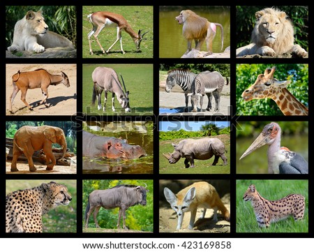Sixteen mosaic photos of African animals