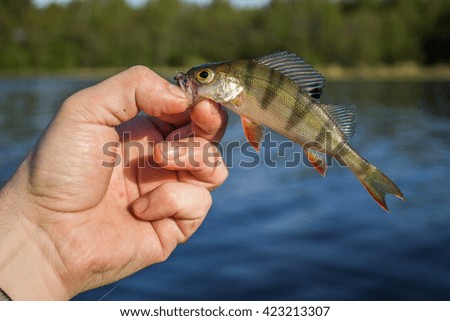 fish perch in the hand of angler at shore