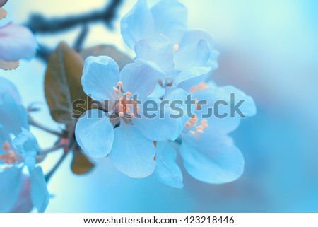 Stylized blossoming apple tree