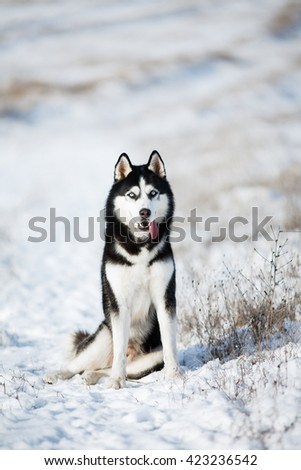 Husky sitting in the snow. The dog on the background of nature. Dog in winter. Christmas.