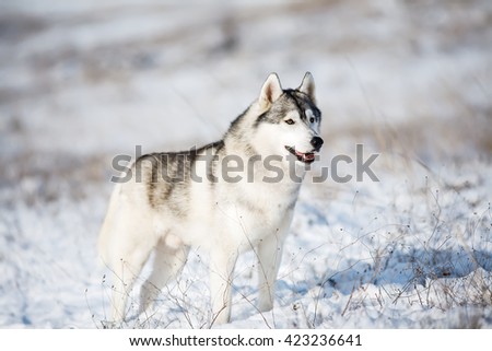 Husky standing in the snow. The dog on the background of nature. Dog in winter. Christmas.