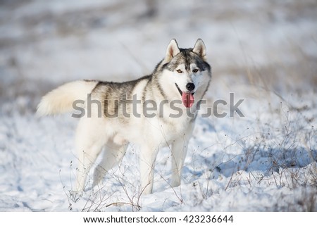Husky standing in the snow. The dog on the background of nature. Dog in winter. Christmas.