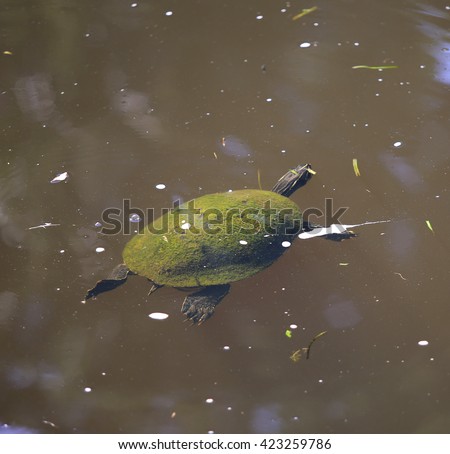 A green turtle emerging from the creek water