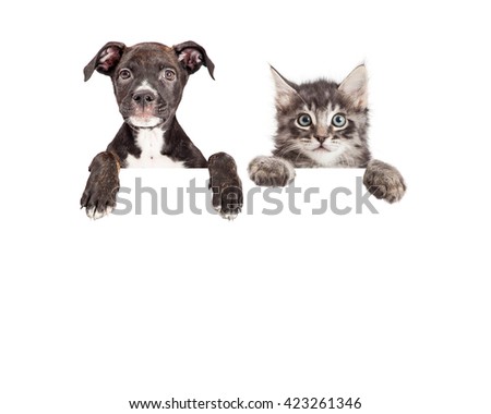Cute puppy and kitten with paws hanging over a blank sign with room for text