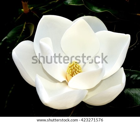 Close Up Image Of A White Southern Magnolia Blossom (Magnolia grandiflora), the Louisiana State Flower