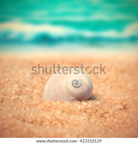Seashell  in the sand on the background of beach and sea. Toned
