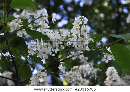 White apple tree in the spring
