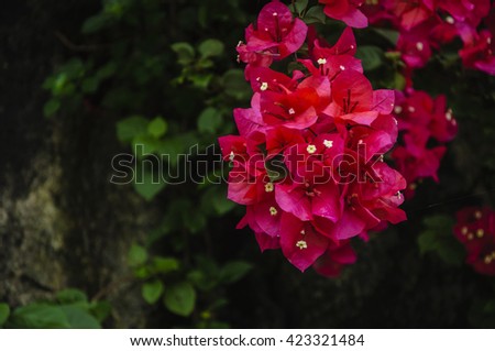 The beautiful bougainvillea flowers in spring 