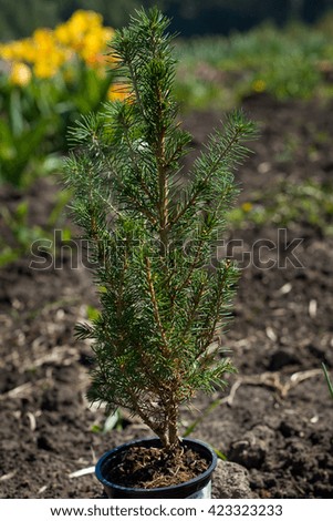 small seedling spruce on earth background in a spring garden