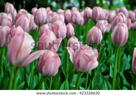 Pink Tulips in the Summer