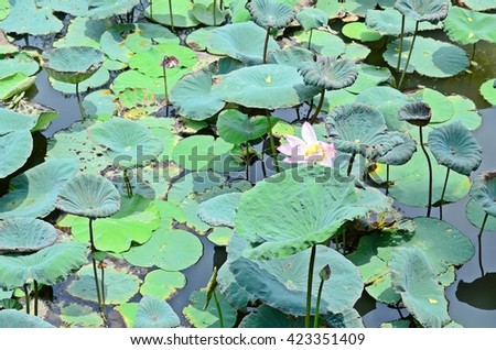 lotus in river, water lilies in pond, green leaves texture