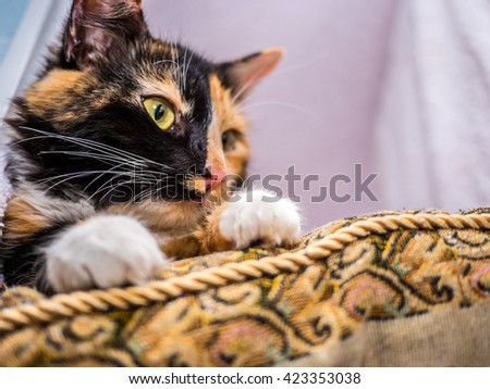 Cute tree colour cat lying on pillow 