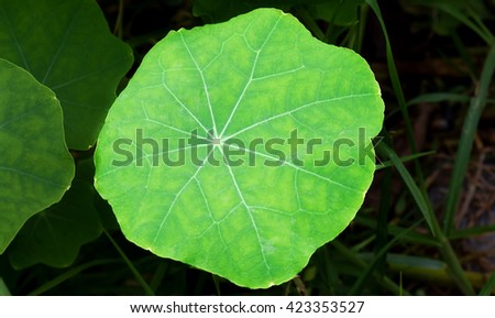 Closeup of a beautiful green Nasturtium leaf with bright visible veins forming design 