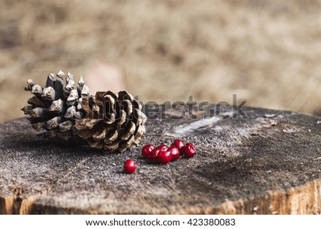 cones and berries on the stump