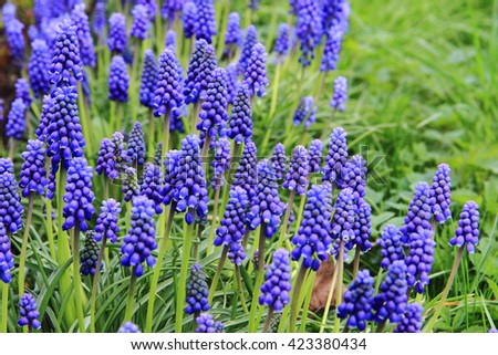 grape hyacinth flowers as nice spring background Royalty-Free Stock Photo #423380434