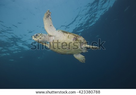 A critically endangered Hawksbill (Eretmochelys imbricata) sea turtle swimming in blue water off the coral reef encrusted Daymaniyet Islands nature reserve off the Arabian sea coast of Oman.

