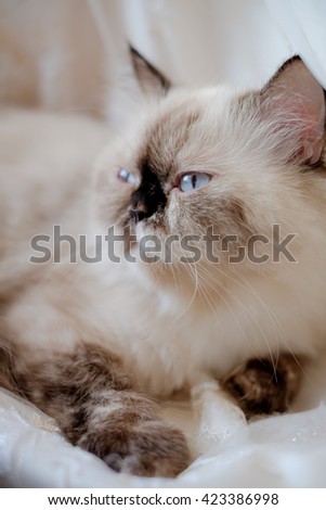 "Himalayan cat" lay down on white cloth and look outside with vintage style photo.