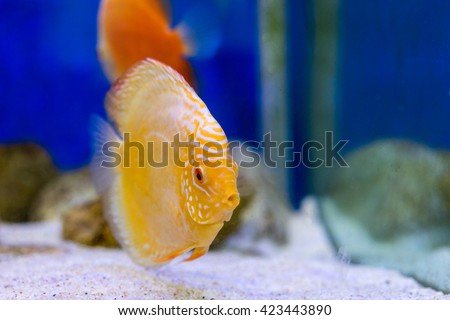 Tank fish in aquarium