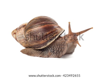 snail Achatina fulica on white background Royalty-Free Stock Photo #423492655