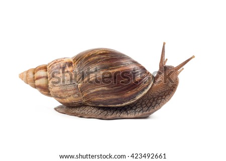 snail Achatina fulica on white background Royalty-Free Stock Photo #423492661