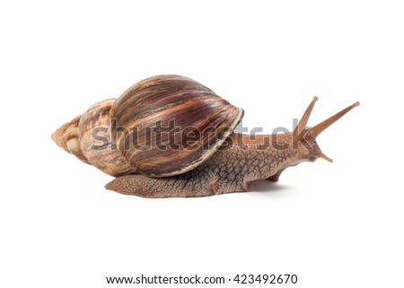 snail Achatina fulica on white background Royalty-Free Stock Photo #423492670
