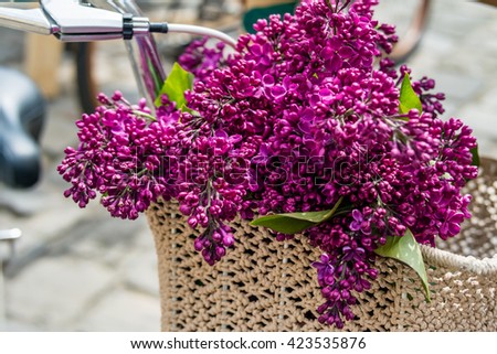Branches of flowering purple lilac syringa in bicycle basket.  