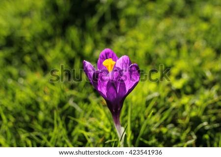 beautiful crocus flower in green grass. background blurred