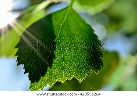 birch tree leaf in summer sun macro photo
