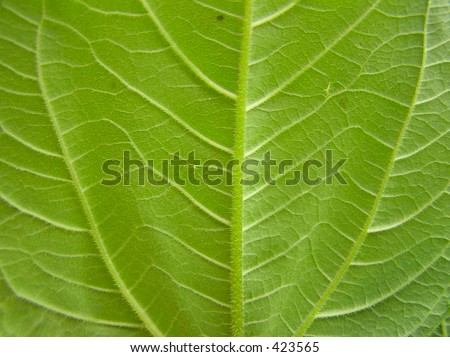 veins of a Sunchoke leaf