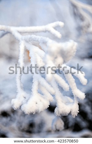 Small branch covered with snow on natural  background