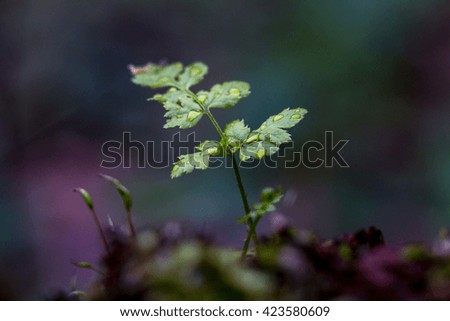 fern leaves on a tree stump