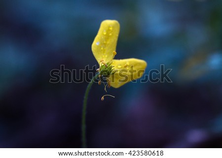 Yellow forest flower