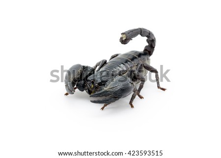  Scorpion on White background