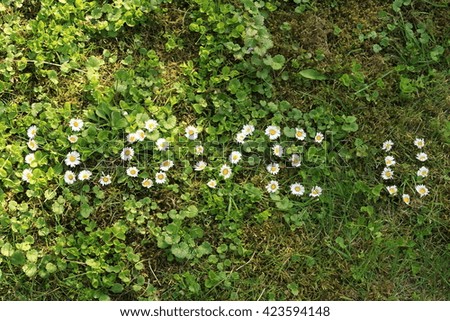 I love u sign made of daisy flowers