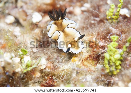 Sea Slug _ Glossodoris atromarginata