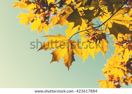 Bright yellow red autumn maple leaves over blue sky background. Closeup photo with selective focus and vintage tonal correction photo filter, old instagram style effect
