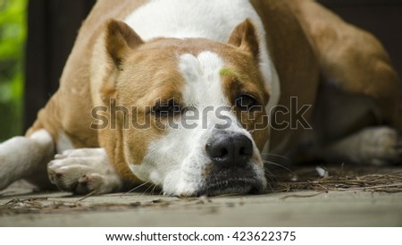sad terrier on a wooden porch in the forest 