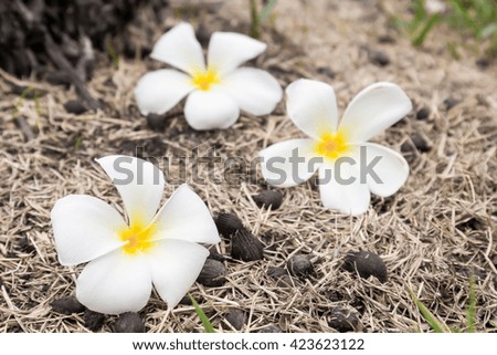 Plumeria on dry grass, soft and blur focus 
