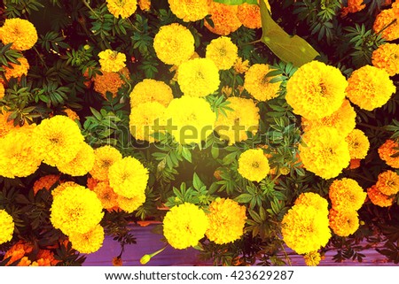 Marigold (Calendula Flowers) in garden
