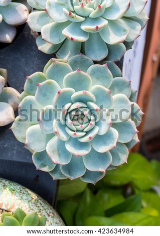 succulents in a planter
